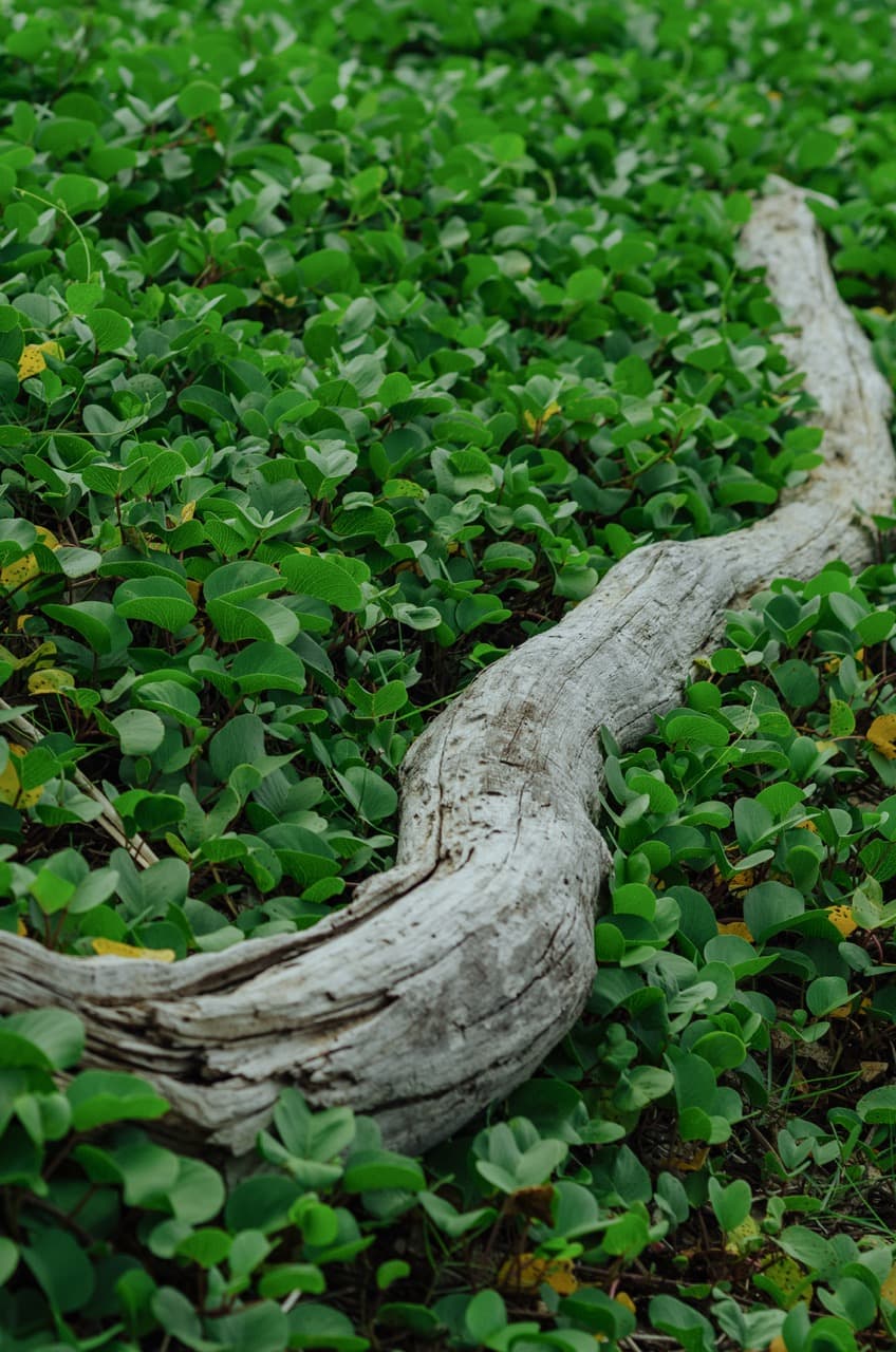 Превью Sri Lanka 2022